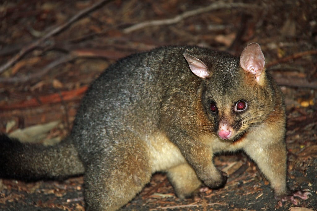 Brushtail Possum 