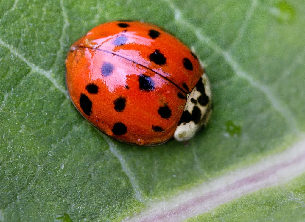 Bug Ladybird