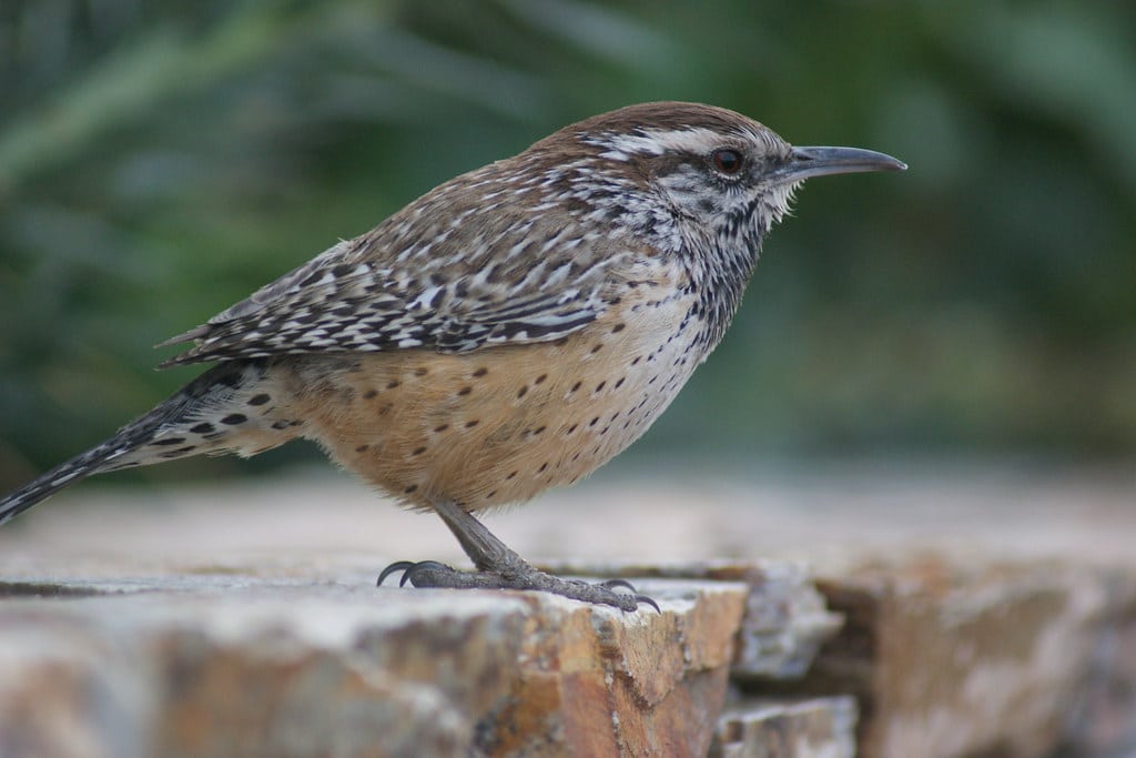 Cactus Wren