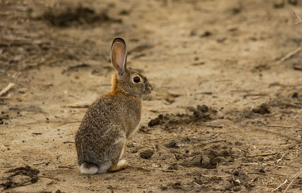 Californian Rabbit