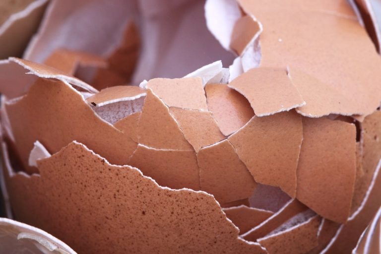 Can Dogs Eat Eggshells? How Safe Are They?