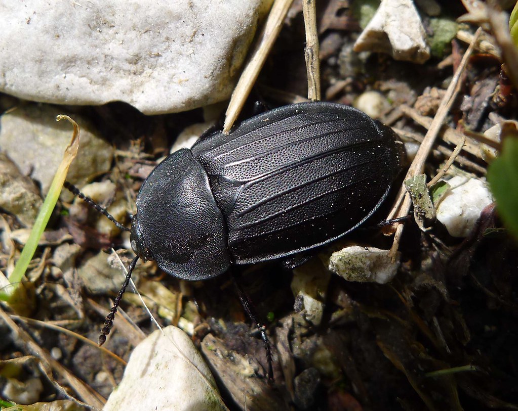 Carrion Beetle