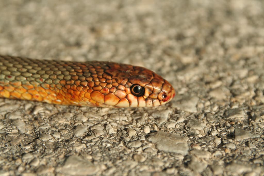 Caspian Whip Snake