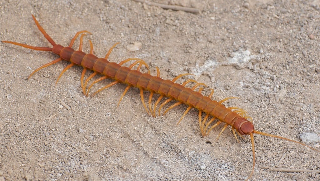 Centipede