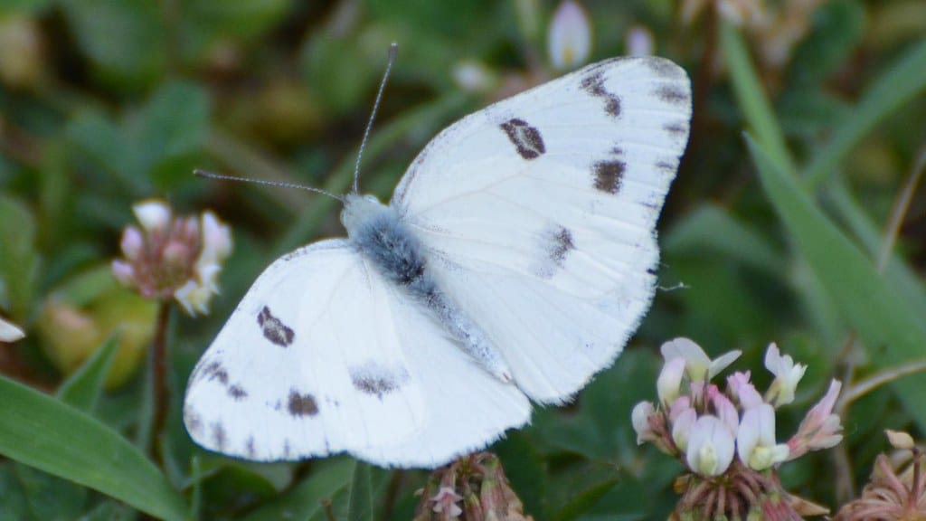 Checkered White