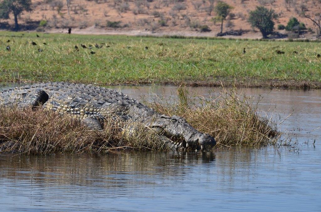 Chobe National Park