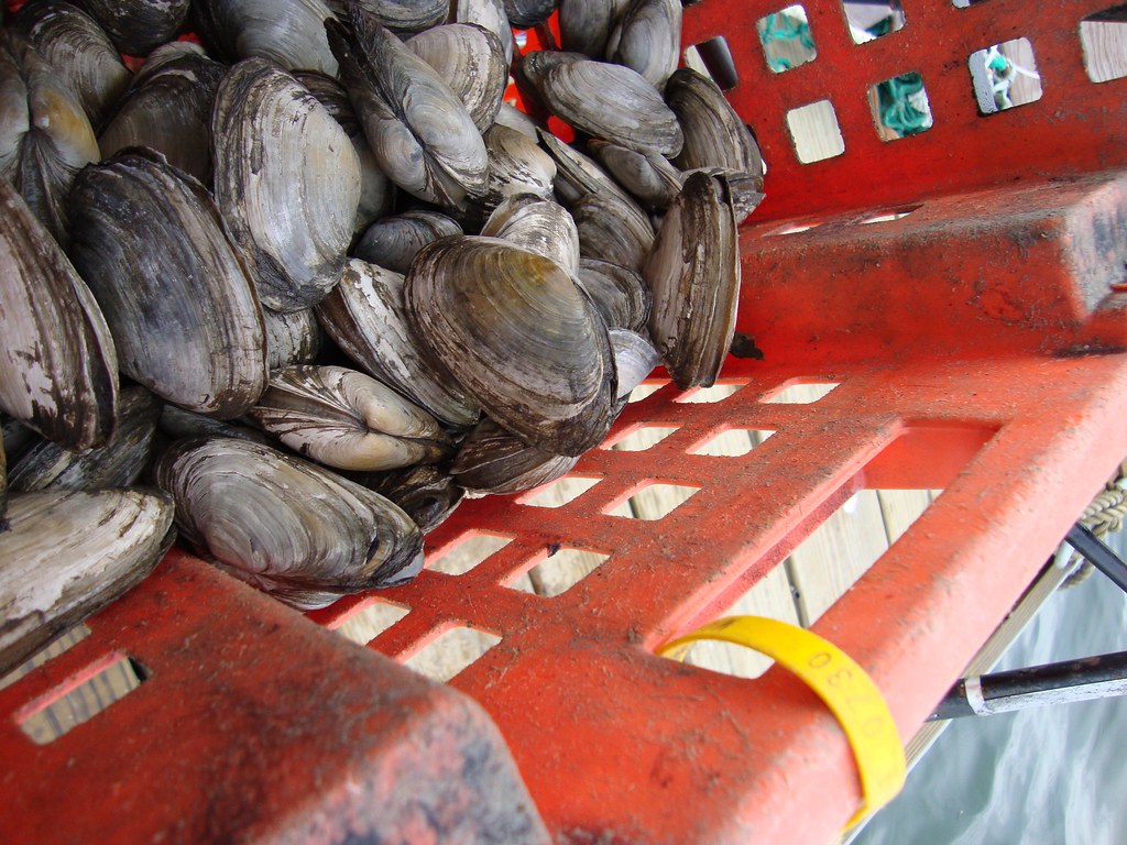 Clams and Oysters