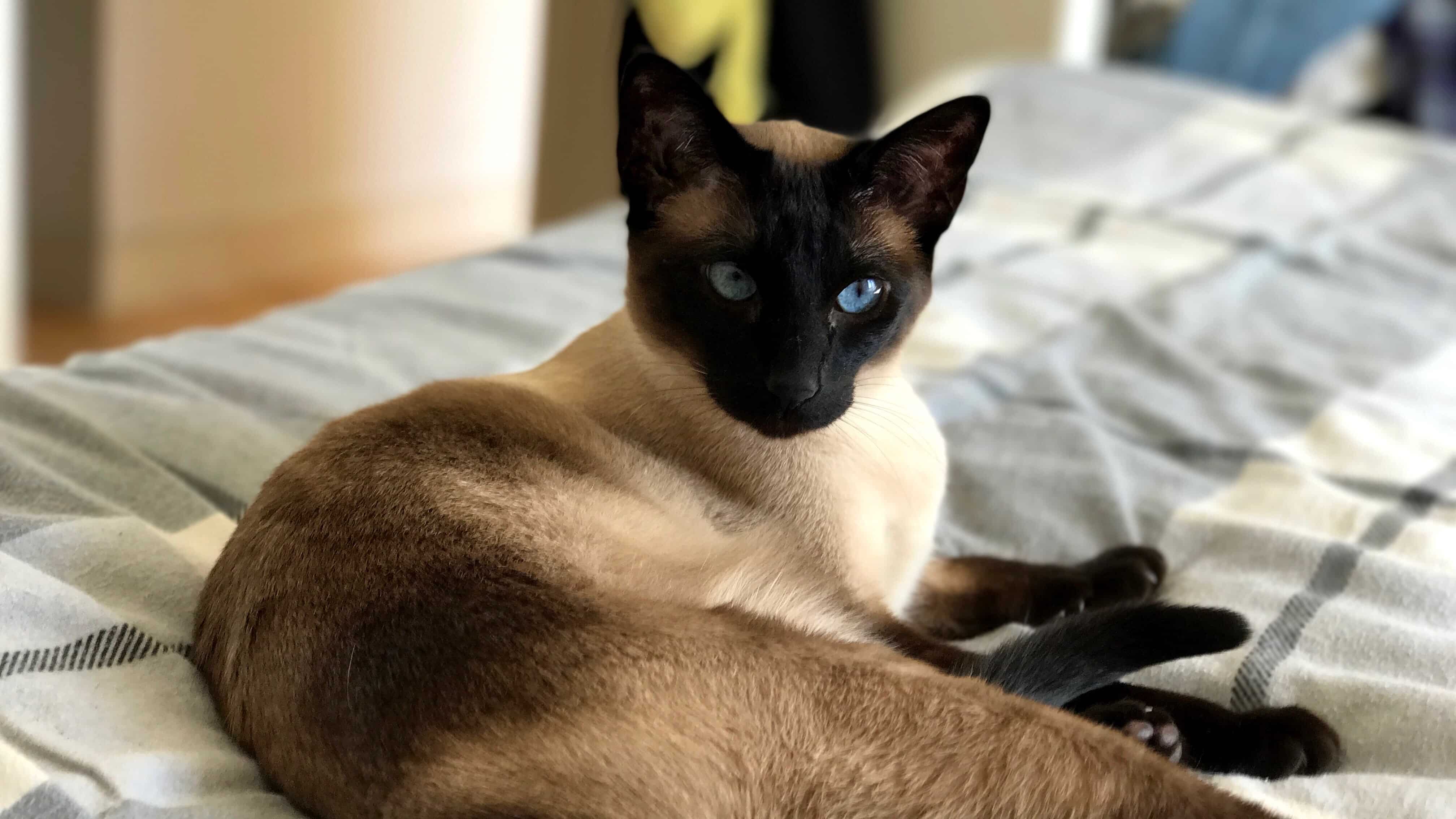 Classic Siamese Cats