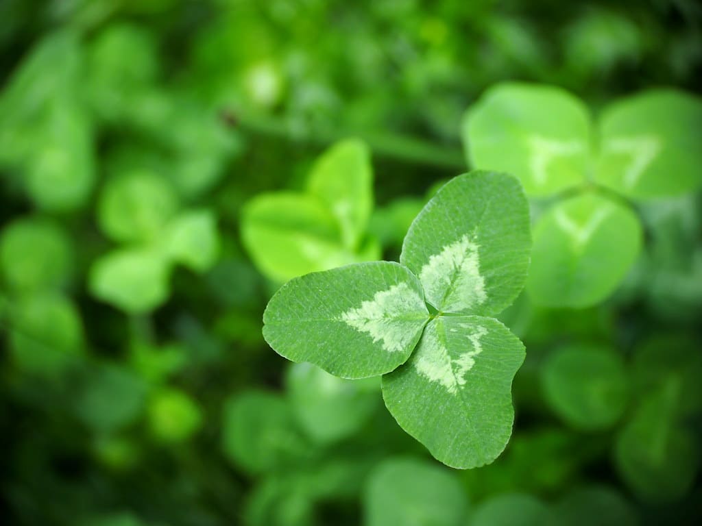 Clover