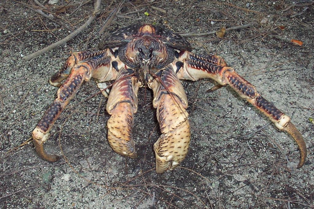 Coconut Crab