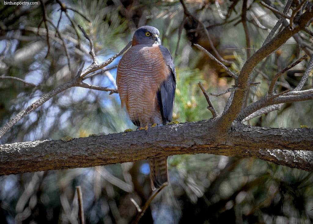 Collared Sparrowhawk