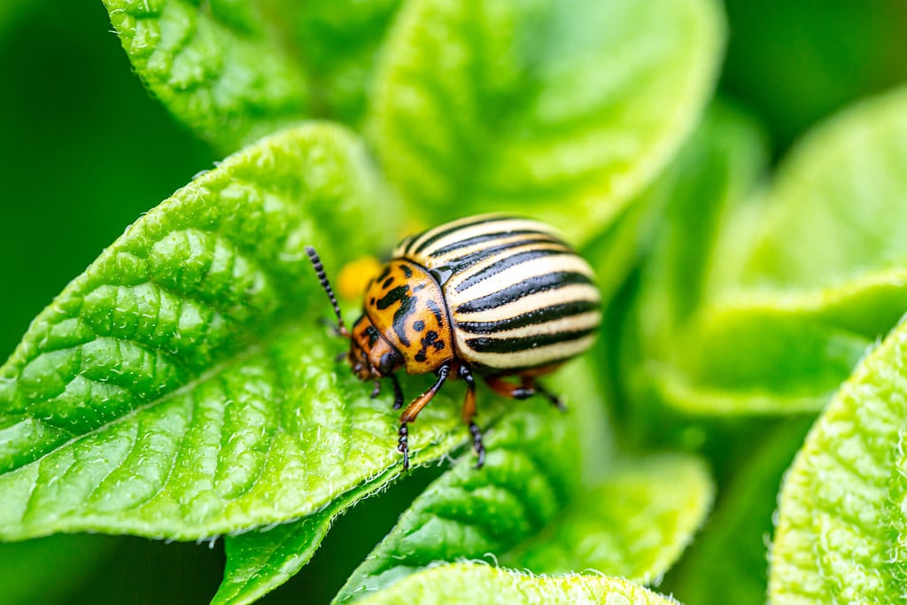 Colorado Potato Beetle
