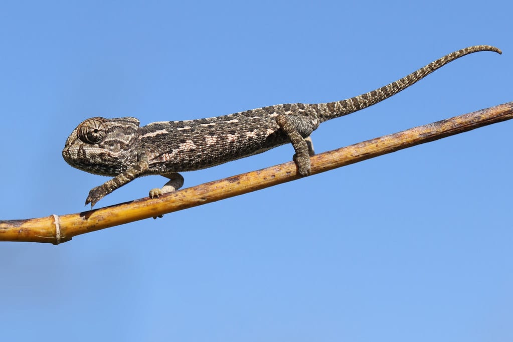 Common Chameleon - Lizards in Greece 
