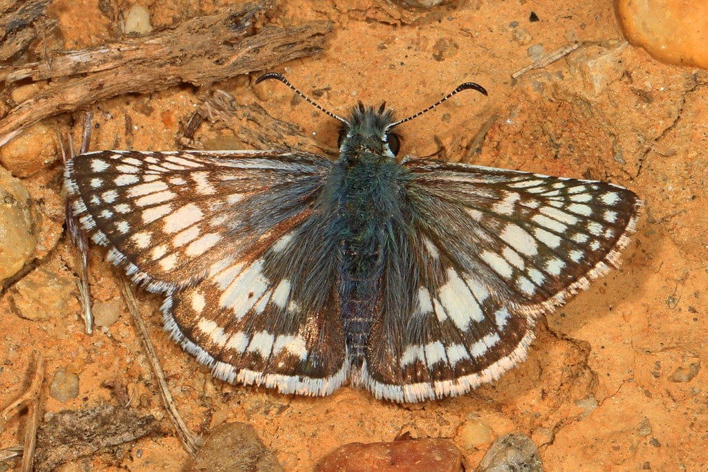 Common Checkered-Skipper