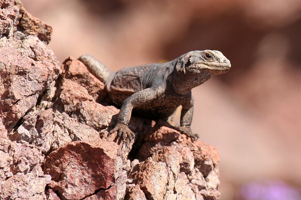 Common Chuckwalla Lizard - Lizards in Nevada