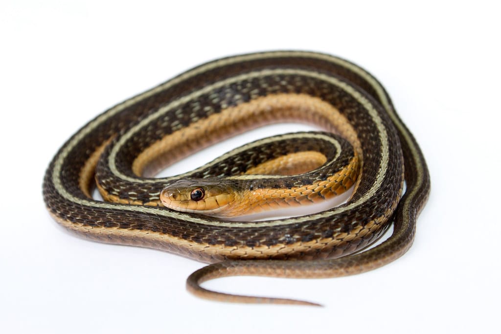 Common Garter Snake