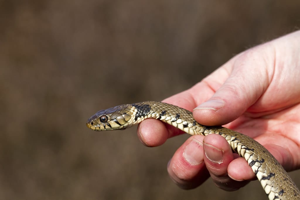Common Grass Snake 