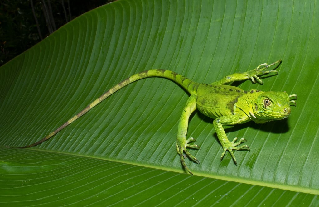 Common Green Iguana - Animals With Big Tails 