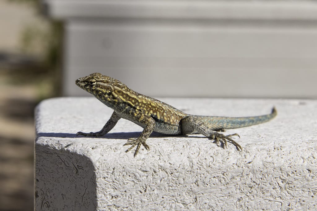 Common Side Blotched Lizard - Lizards in Nevada 