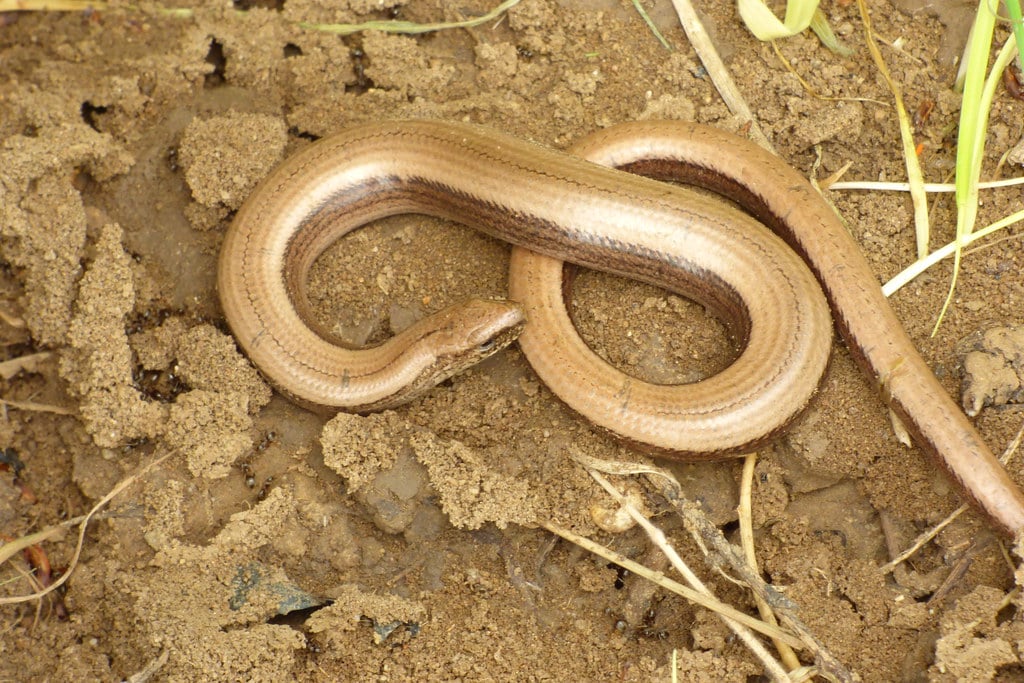 Common Slow Worm