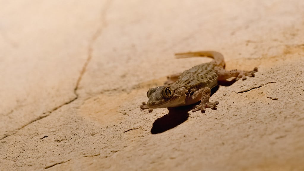 Common Wall Gecko