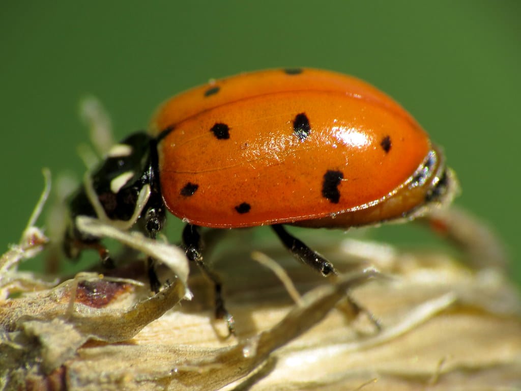 Convergent Lady Beetle - Types of Ladybugs in New York