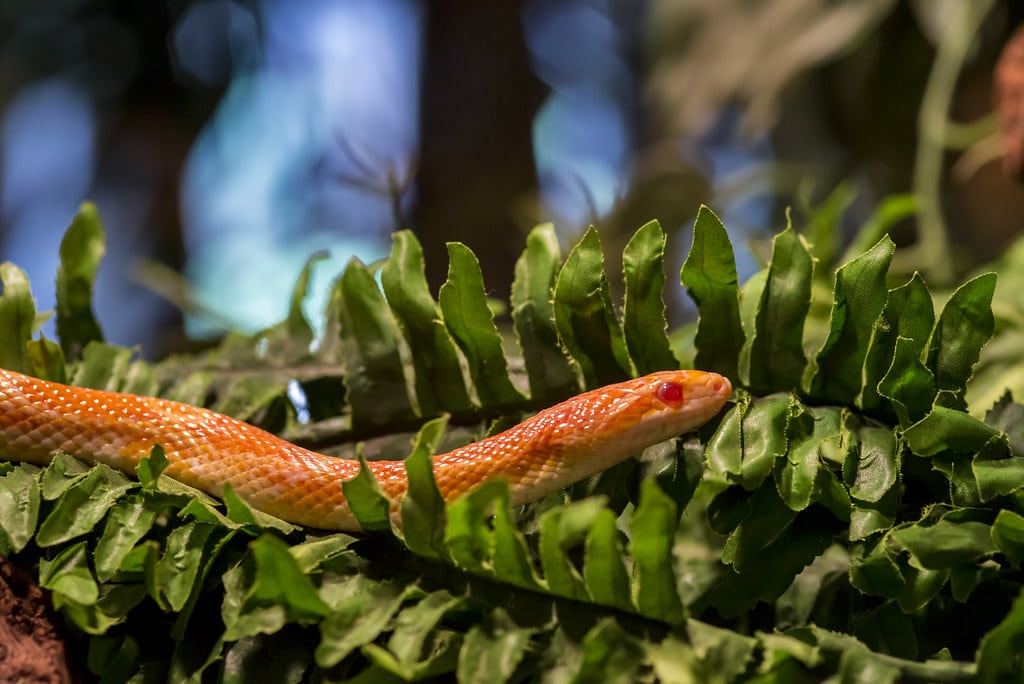 Corn Snake