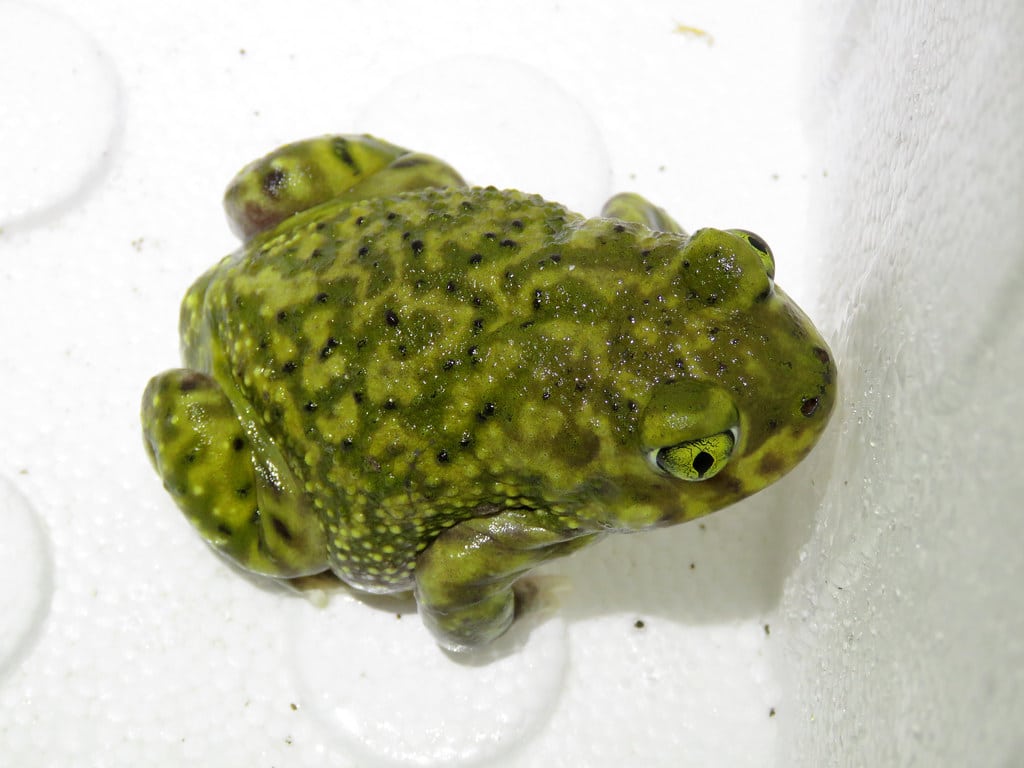 Couch’s Spadefoot