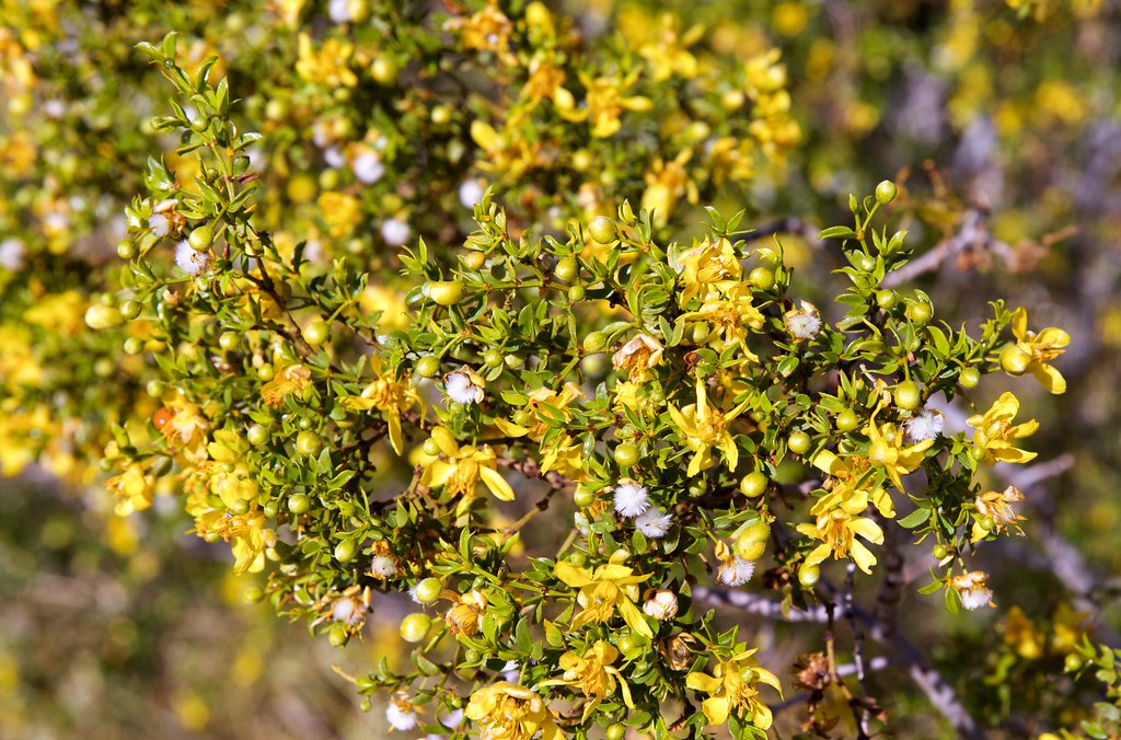 Creosote Bush