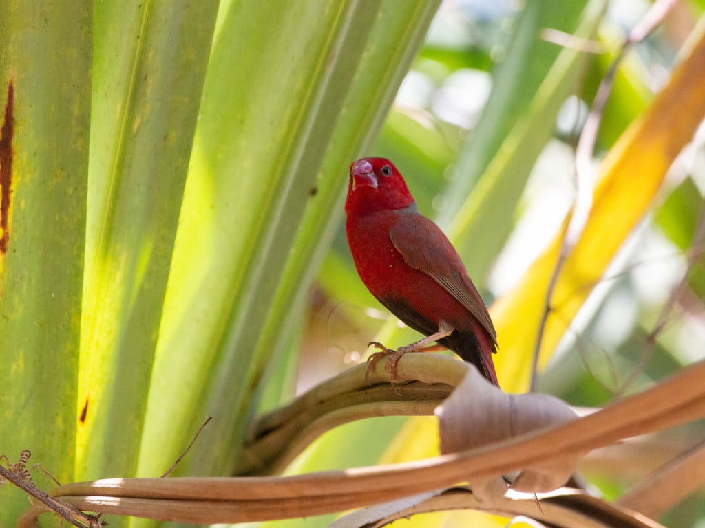 Crimson Finch
