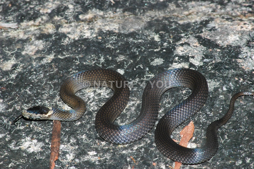 Crowned Snake 