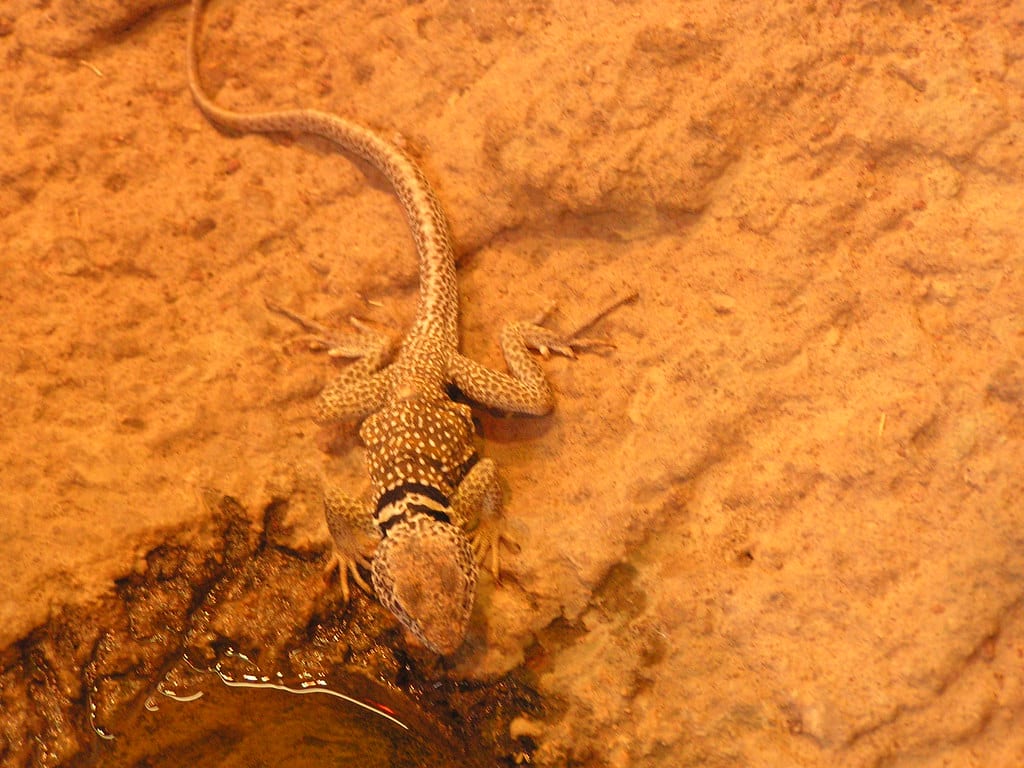 Desert Collared Lizard - Lizards in Nevada