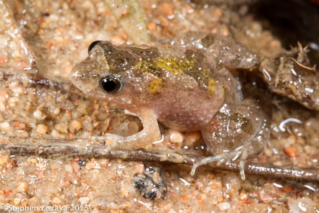 Desert Froglet