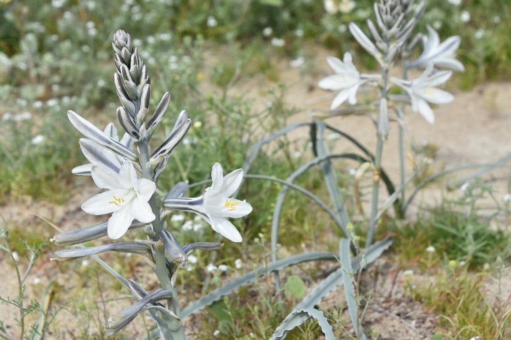 Desert Lily