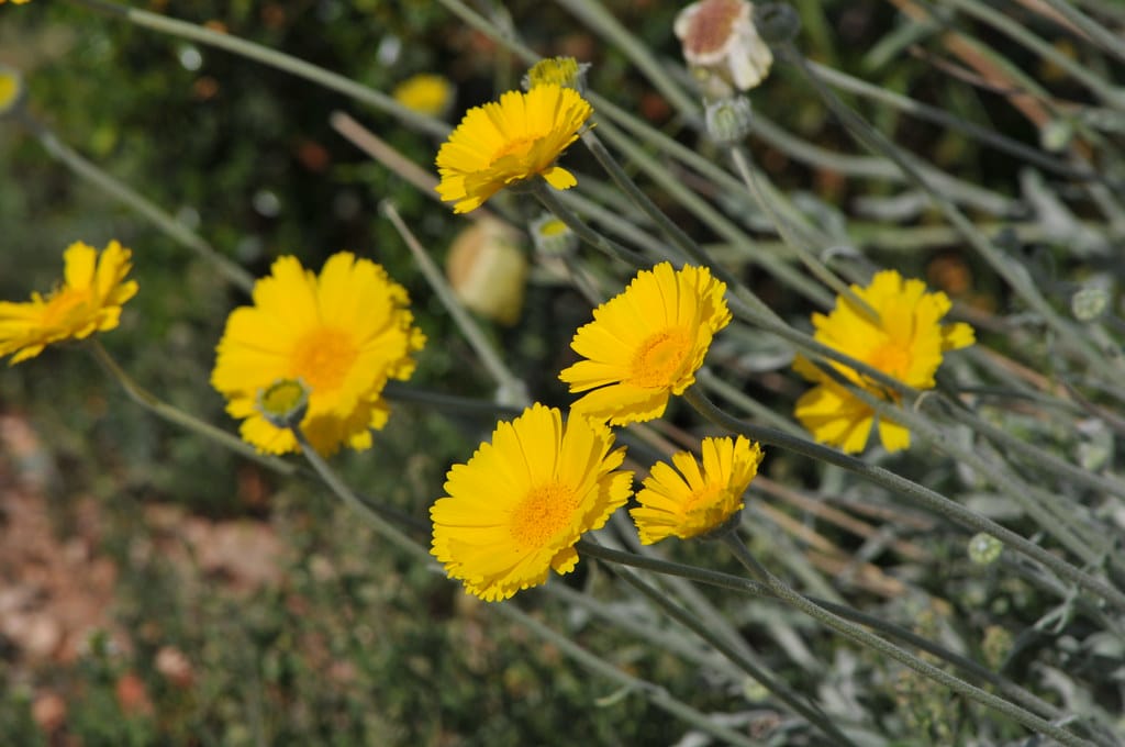 Desert Marigold
