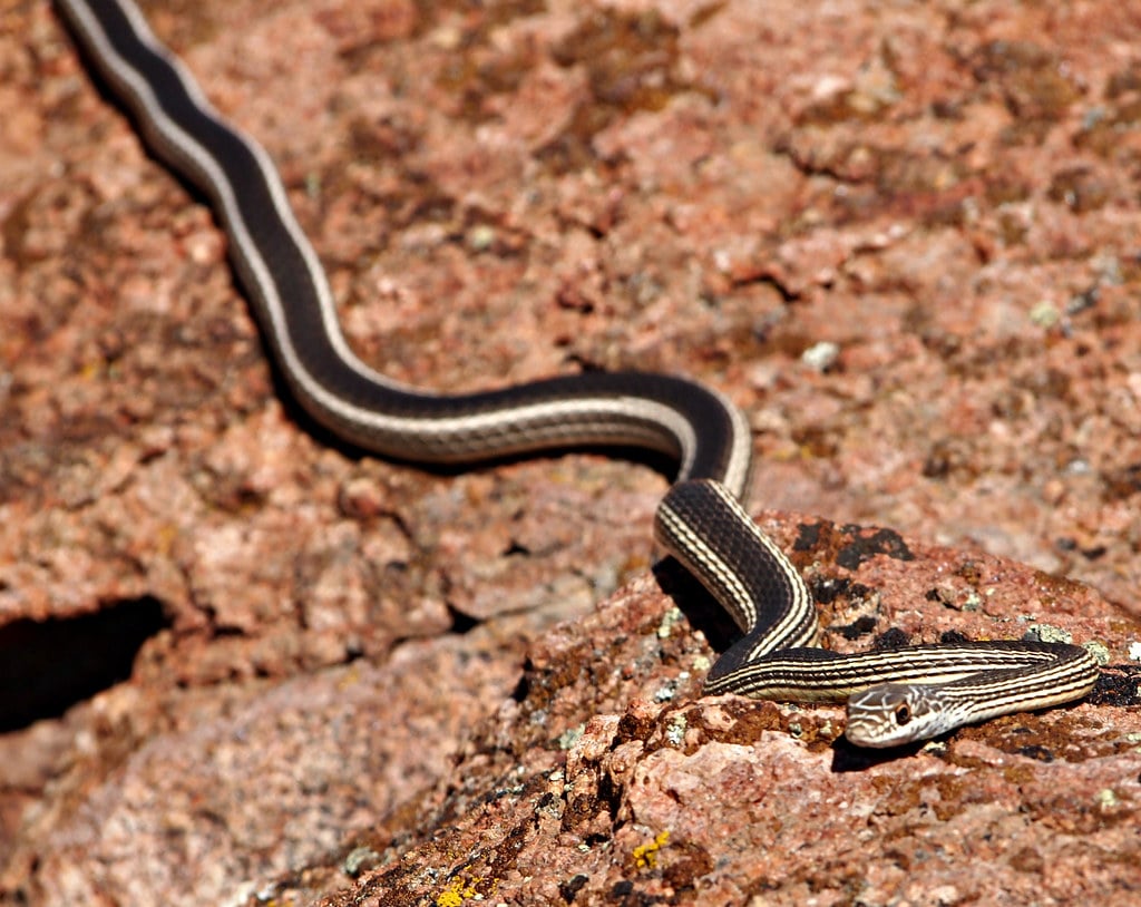 Desert Striped Whipsnake 
