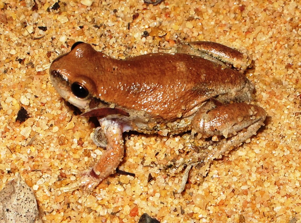 Desert Tree Frog