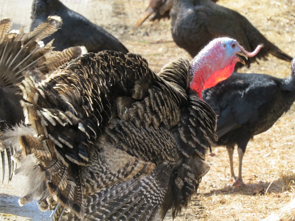 Domestic Turkey