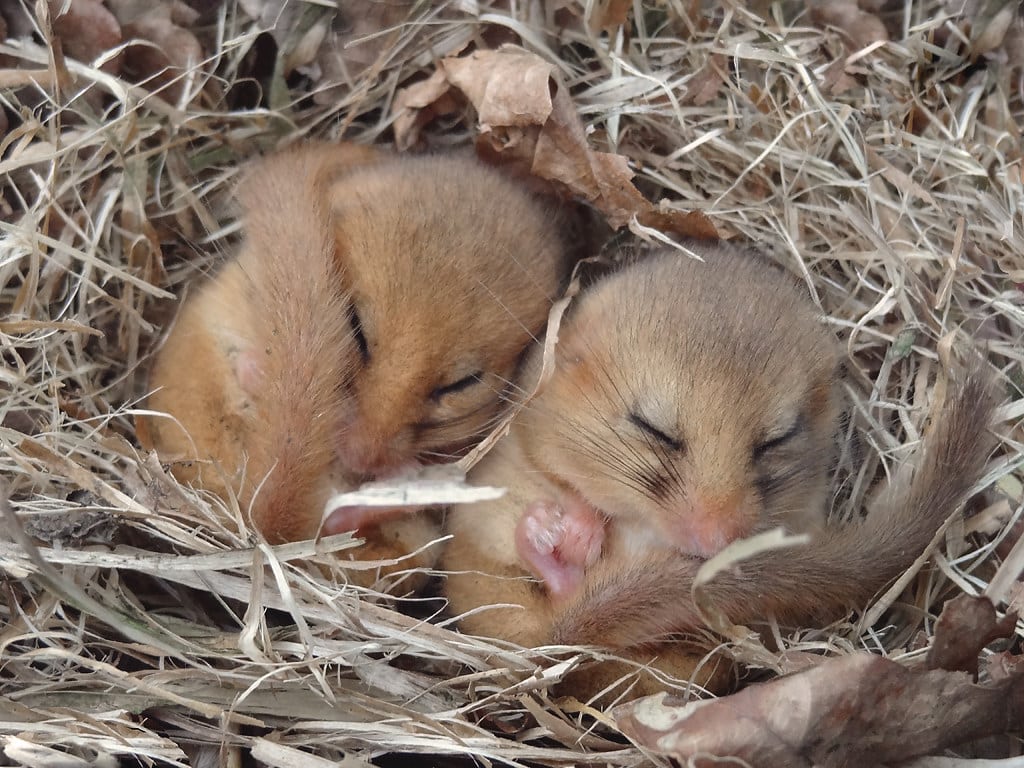 Dormice