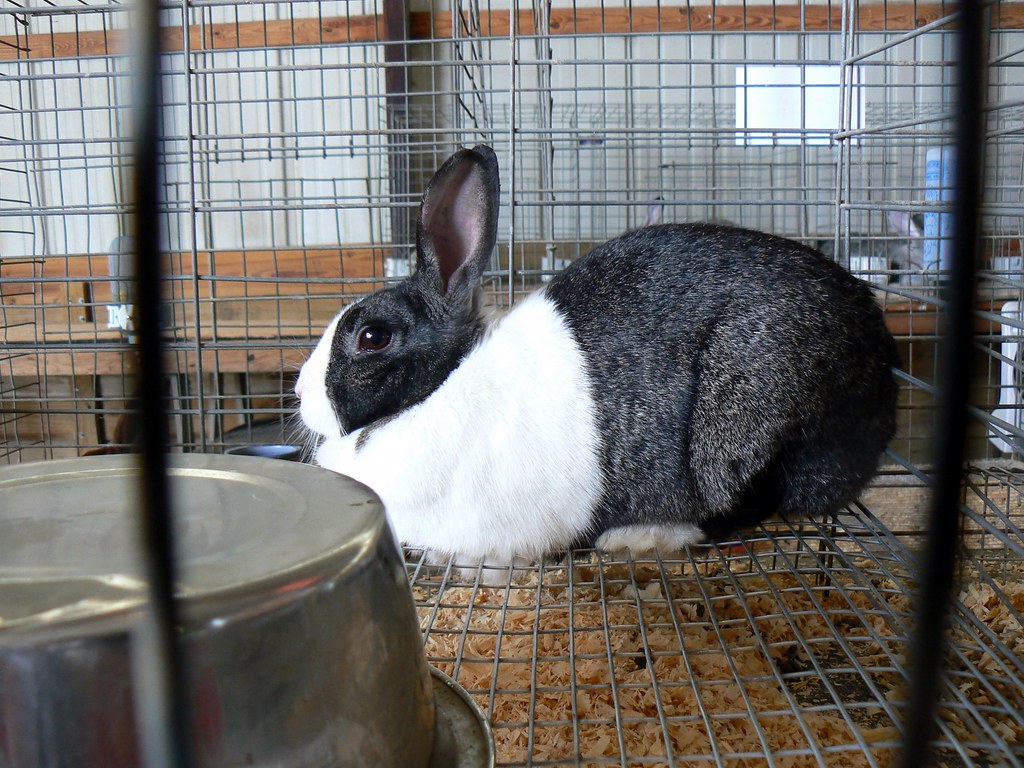 Dutch Rabbit