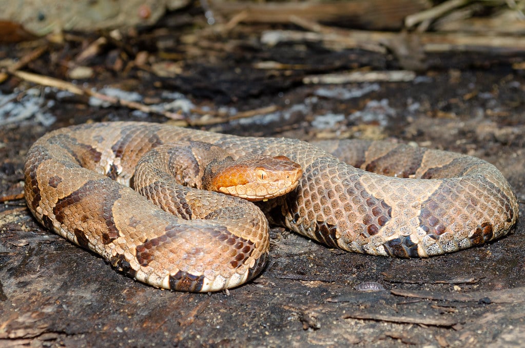 Eastern Copperhead Snake - Types of Snakes in Maryland
