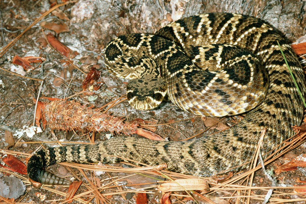 Eastern Diamond-backed Rattlesnake - Types of Snakes in Florida