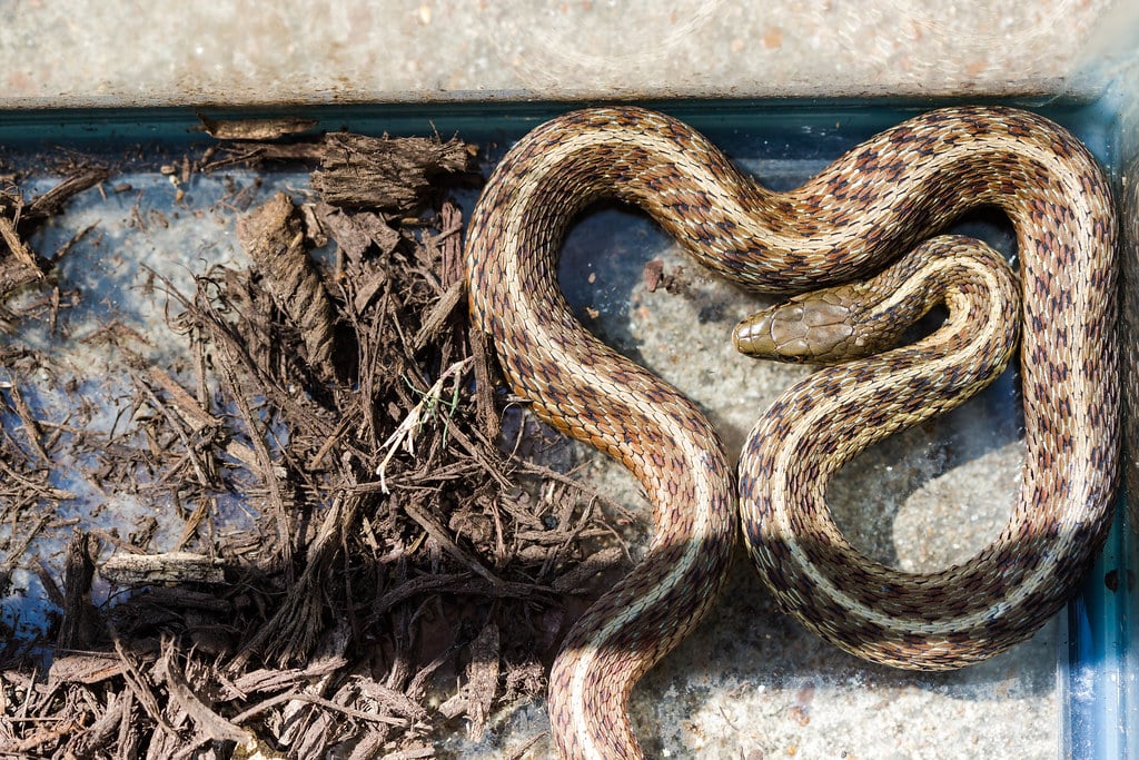 Eastern Garter Snake