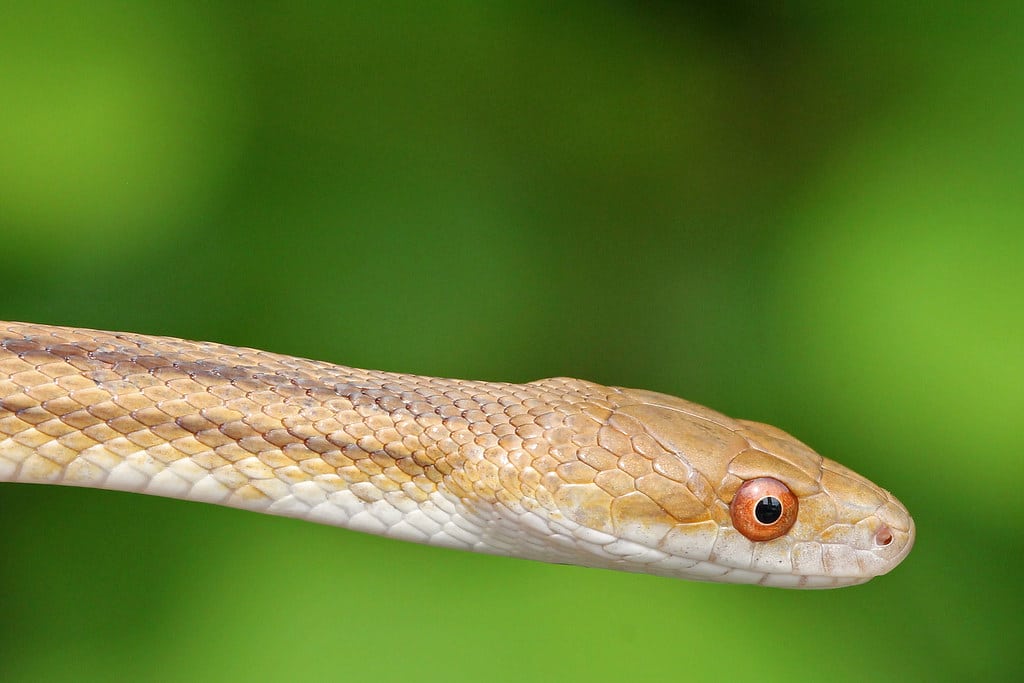 Eastern Ratsnake