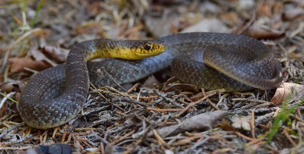 Eastern Yellow-bellied Racer Snake 