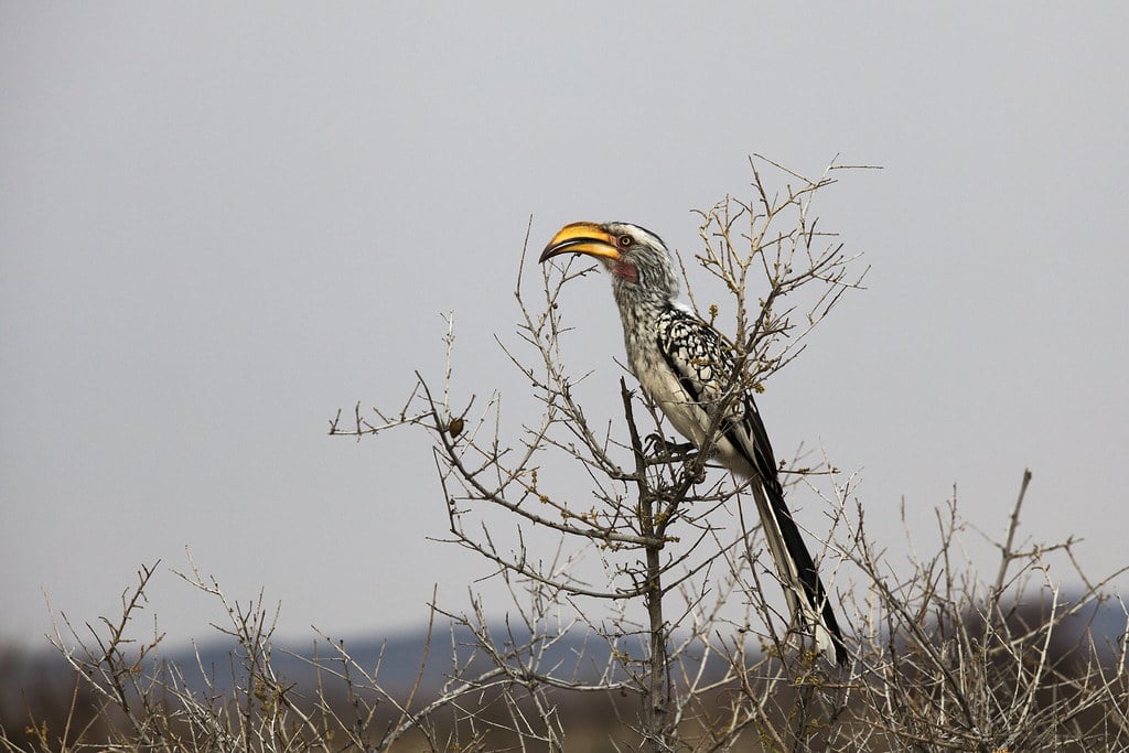 Etosha National Park