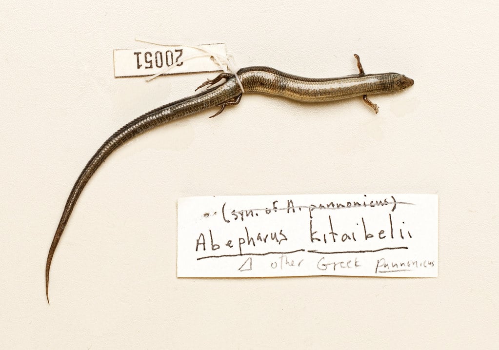 European Copper Skinks