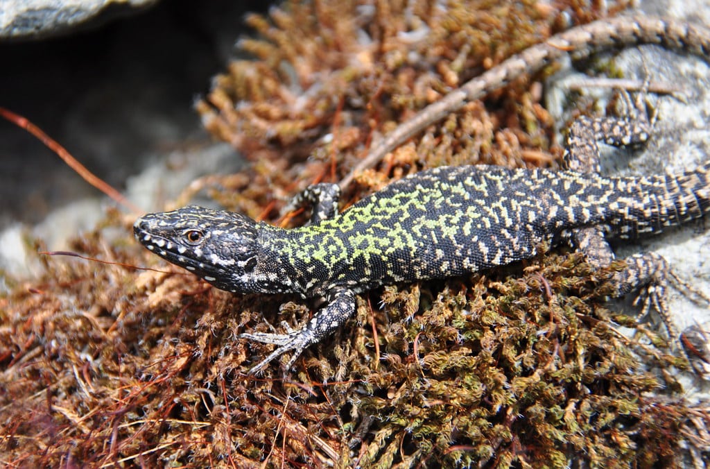 European Wall Lizard