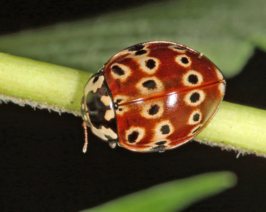 Eye-Spotted Lady Beetle