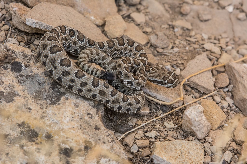 Faded Rattlesnake 